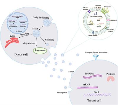 Diagnostic and Therapeutic Properties of Exosomes in Cardiac Fibrosis